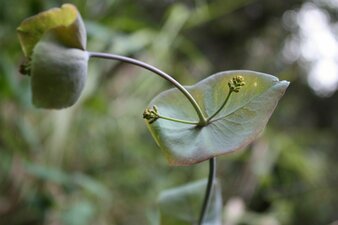 Lonicera hispidula Leaf
